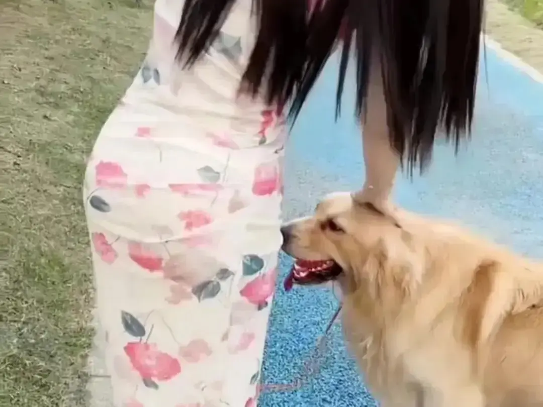 《抖音香香公主与爱犬金毛》个人珍藏完整版免费在线观看-抖音香香公主与爱犬金毛高能日常互动高清网盘资源-抖音金毛蹭香香公主撒娇直播回放无广告秒播