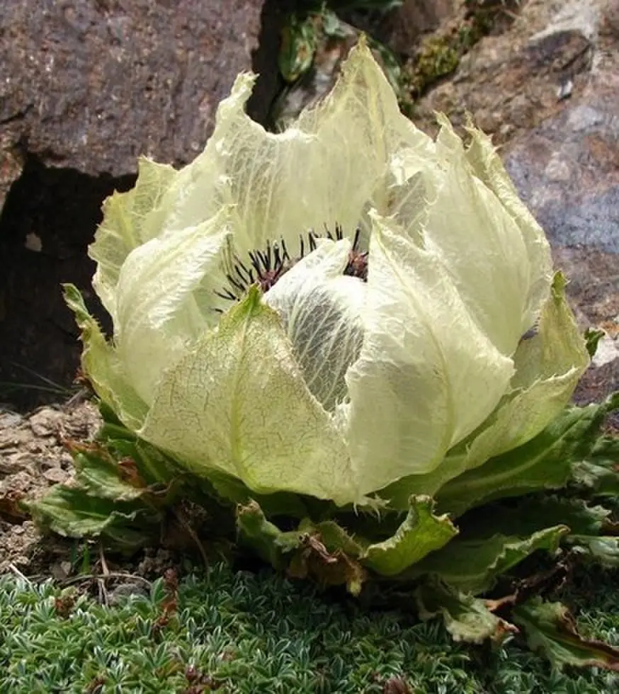 2025年禁忌凝视欧美电影在线观看-《禁忌凝视》剧情片高清免费播放-伦理惊悚片完整版